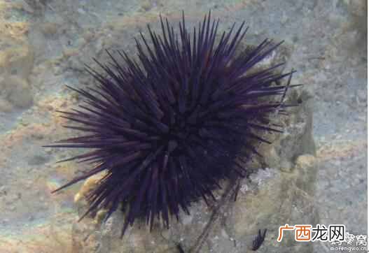 毛里求斯旅游攻略及游玩注意事项！