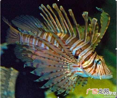 毛里求斯旅游攻略及游玩注意事项！