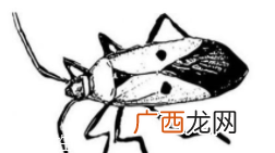 蟑螂究竟有多脏？传播蛔虫卵等多种病菌