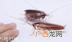 蟑螂究竟有多脏？传播蛔虫卵等多种病菌