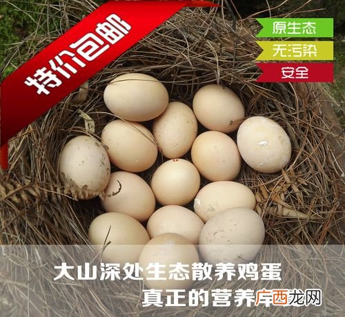 家养土鸡蛋和鸡场鸡蛋有何区别 土鸡蛋养殖基地的介绍