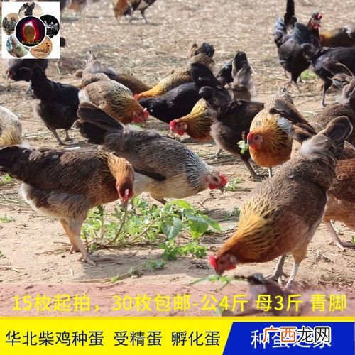 家养土鸡蛋和鸡场鸡蛋有何区别 土鸡蛋养殖基地的介绍