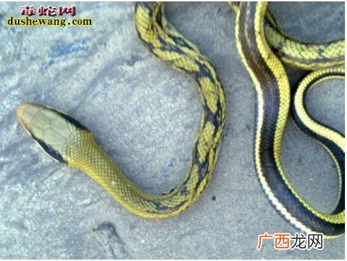 王锦蛇养殖技术 王锦蛇适合蛇箱养殖吗
