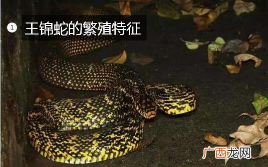 王锦蛇养殖技术 王锦蛇适合蛇箱养殖吗