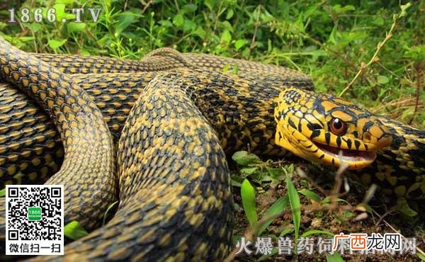 王锦蛇养殖视频 王锦蛇养殖周期