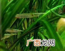 王锦蛇养殖视频 王锦蛇养殖周期