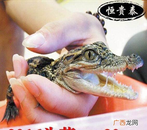 黑豚养殖是骗局吗 网上可以养殖吗