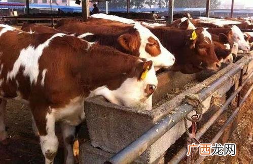 黑豚养殖是骗局吗 网上可以养殖吗