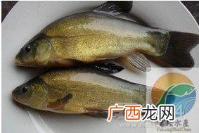 鳜鱼养殖视频 网箱养殖桂鱼成本