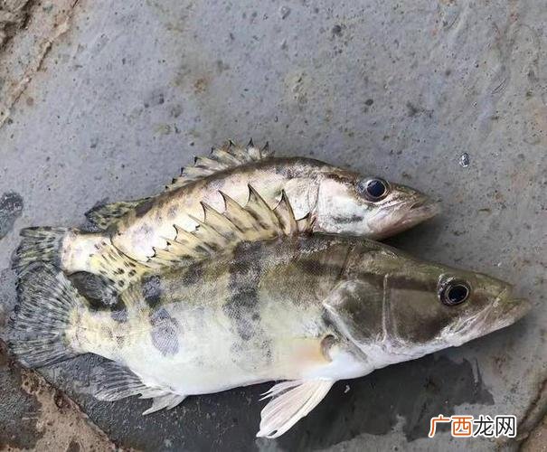 鳜鱼养殖视频 网箱养殖桂鱼成本