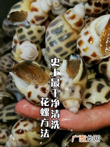 海南兔子养殖基地 文昌花螺养殖基地