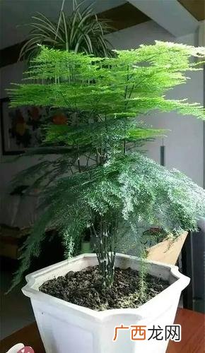文竹掉叶子怎么办 文竹的养殖办法