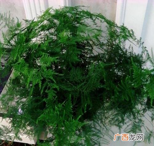 文竹掉叶子怎么办 文竹的养殖办法