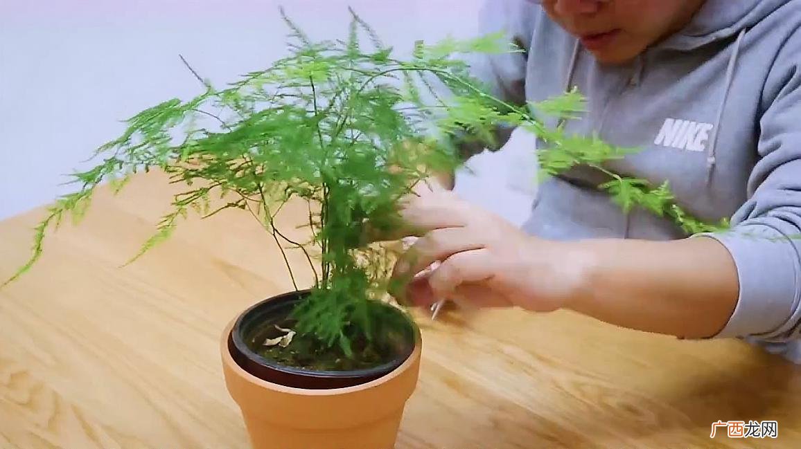 文竹掉叶子怎么办 文竹养殖办法