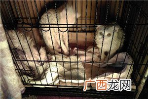 猫洗澡不让吹毛怎么办帮猫咪无痛烘干法