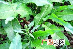 土大黄能洗头发吗用完头发乌黑发亮