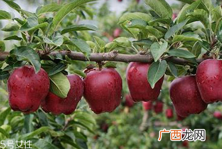 花牛苹果好吃吗口感沙粉