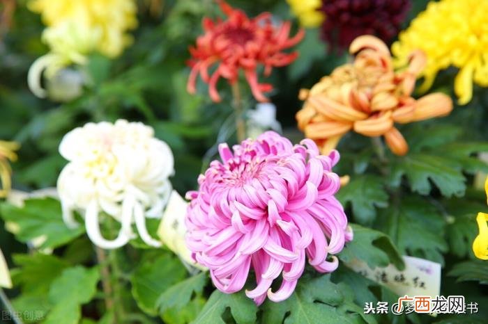 分享3首关于菊花的诗词 关于菊的诗句