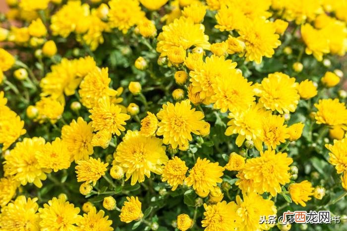 分享3首关于菊花的诗词 关于菊的诗句