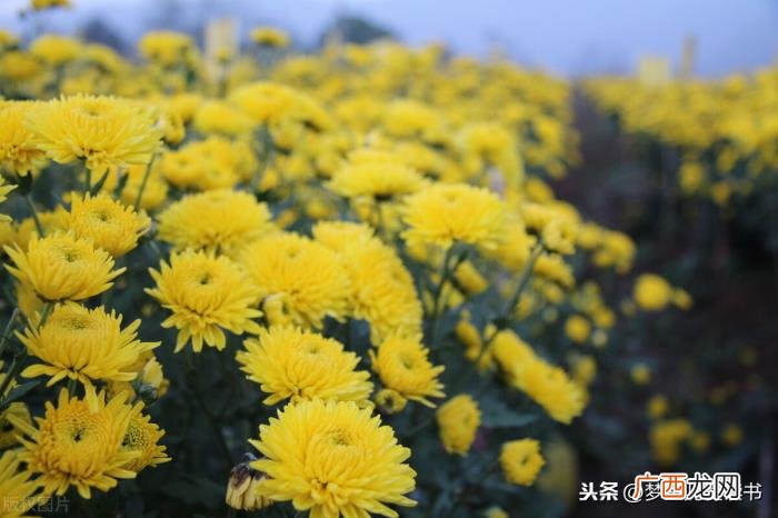 分享3首关于菊花的诗词 关于菊的诗句