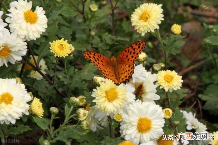 分享3首关于菊花的诗词 关于菊的诗句