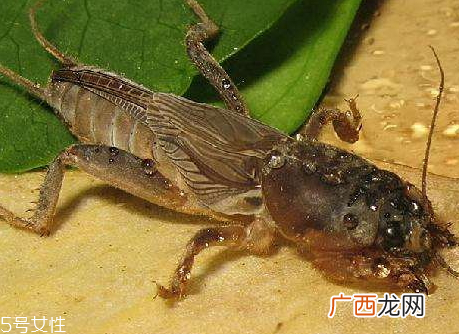 蝼蛄怎么吃蝼蛄的吃法与做法
