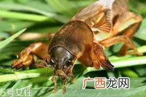 蝼蛄怎么吃蝼蛄的吃法与做法