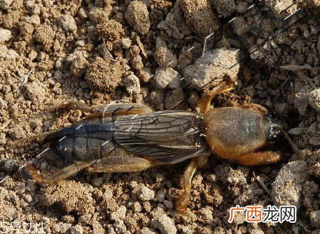蝼蛄怎么吃蝼蛄的吃法与做法