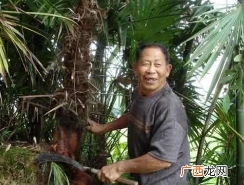 棕树心的功效及作用有哪些！