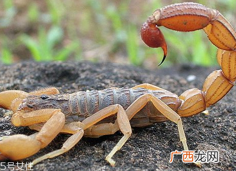 蝎子多少钱一斤2018蝎子的药用价值