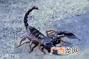 蝎子多少钱一斤2018蝎子的药用价值