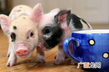 茶杯猪多少钱一只2018茶杯猪哪里有卖