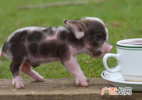 茶杯猪多少钱一只2018茶杯猪哪里有卖