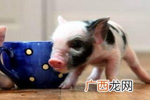 茶杯猪多少钱一只2018茶杯猪哪里有卖