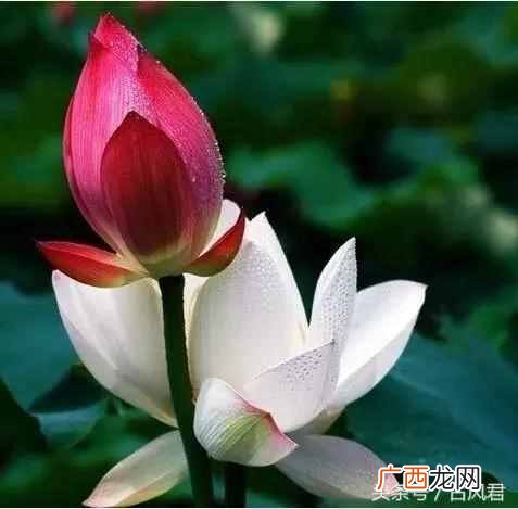 刘禹锡的诗全集有哪些，刘禹锡是哪个朝代的人