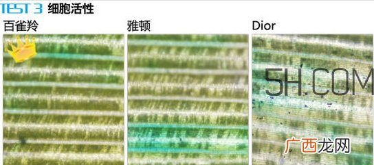 百雀羚能量元面霜和雅顿复合面霜哪个好?