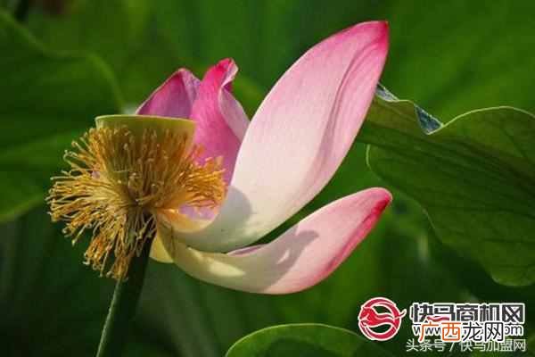 绿色食品加盟店哪个品牌好，开一家绿色食品加