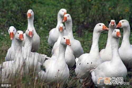 雏鹅的养殖方法和技术 雁鹅怎么养殖技术