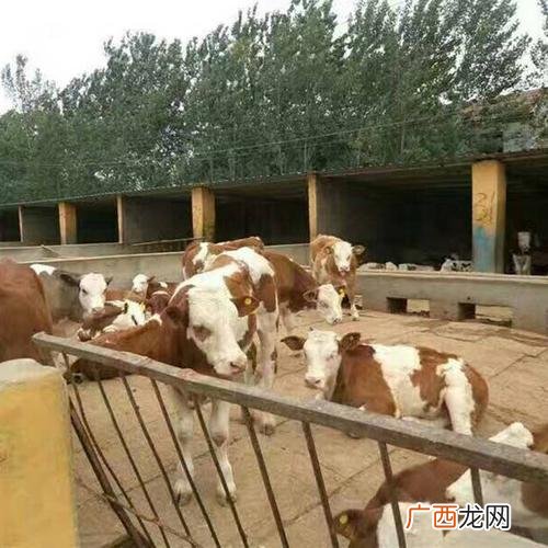 建一个100头牛的养殖场多钱 养殖100头牛有补贴吗