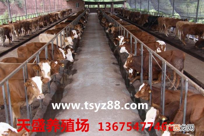 建一个100头牛的养殖场多钱 养殖100头牛有补贴吗