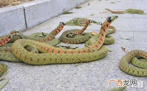 菜花蛇可以当宠物养吗 养殖菜花蛇要多少地