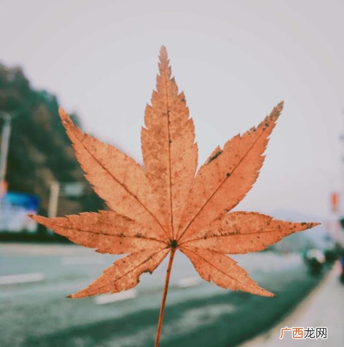 秋在梧桐落叶中—古诗词中梧桐 梧桐的诗句
