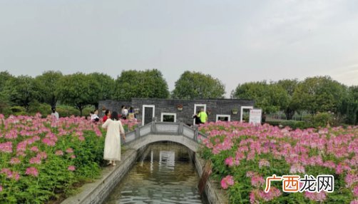 2022武汉郁金香主题公园门票多少钱一张？附购票入口