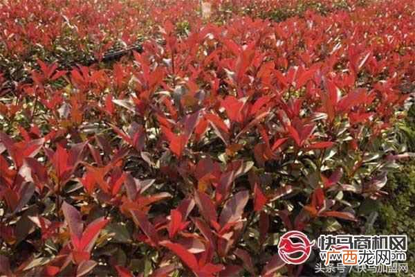 加盟项目大全，适合小成本创业的小项目推荐！