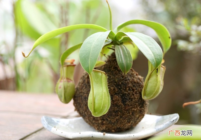 食虫植物有哪些食虫植物哪些最好养