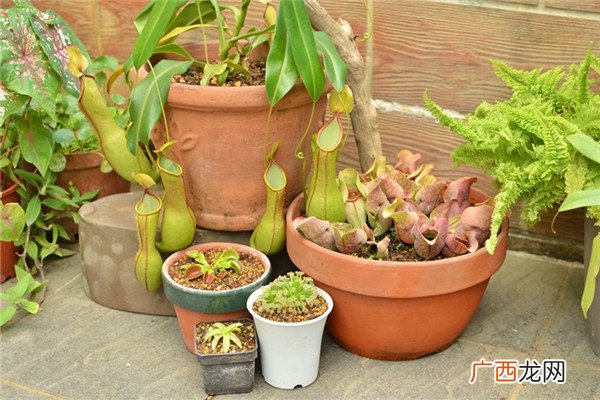 食虫植物有哪些食虫植物哪些最好养