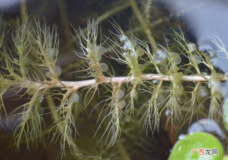 食虫植物有哪些食虫植物哪些最好养