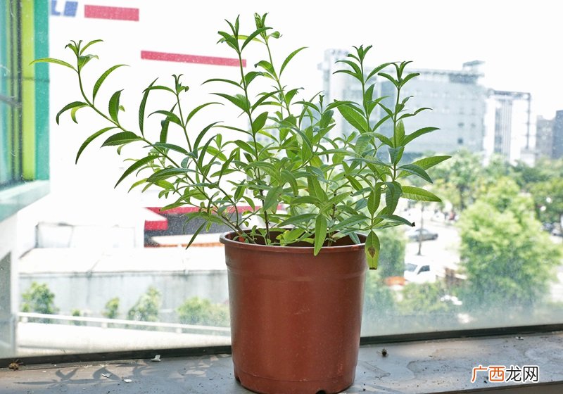 家里种什么植物可以驱蚊虫这些植物还能入菜