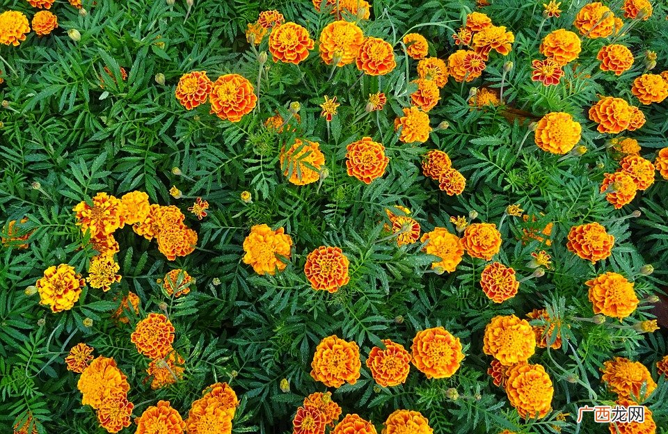 家里种什么植物可以驱蚊虫这些植物还能入菜