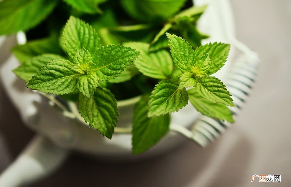 家里种什么植物可以驱蚊虫这些植物还能入菜